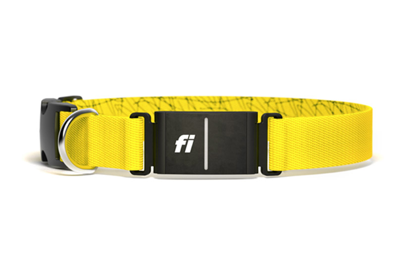 A yellow collar