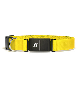 A yellow collar