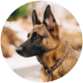 A dog's image on a map